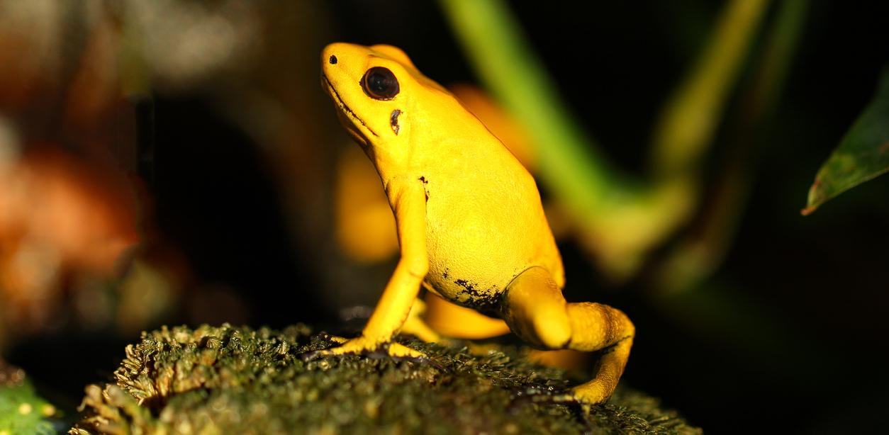 A yellow poison dart frog. 