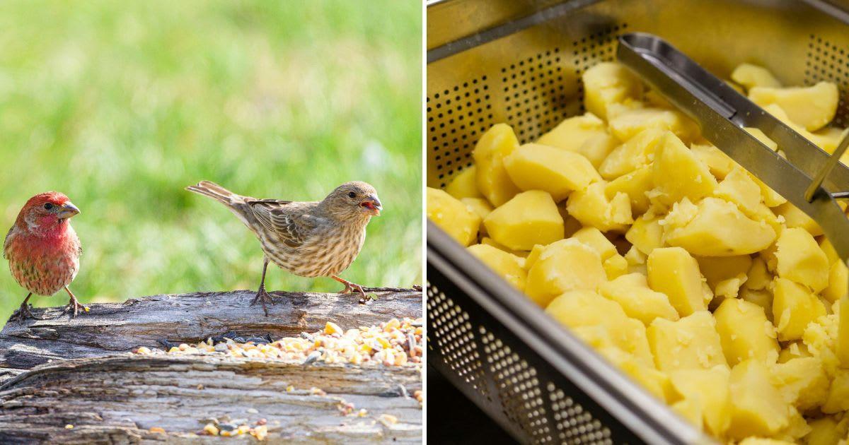 (L) Two birds feeding on a tree, (R) Boiled potatoes in a tray. (Representative Cover Image Source: Pexels | (L) Jay Brand; (R) Mateusz Feliksik)