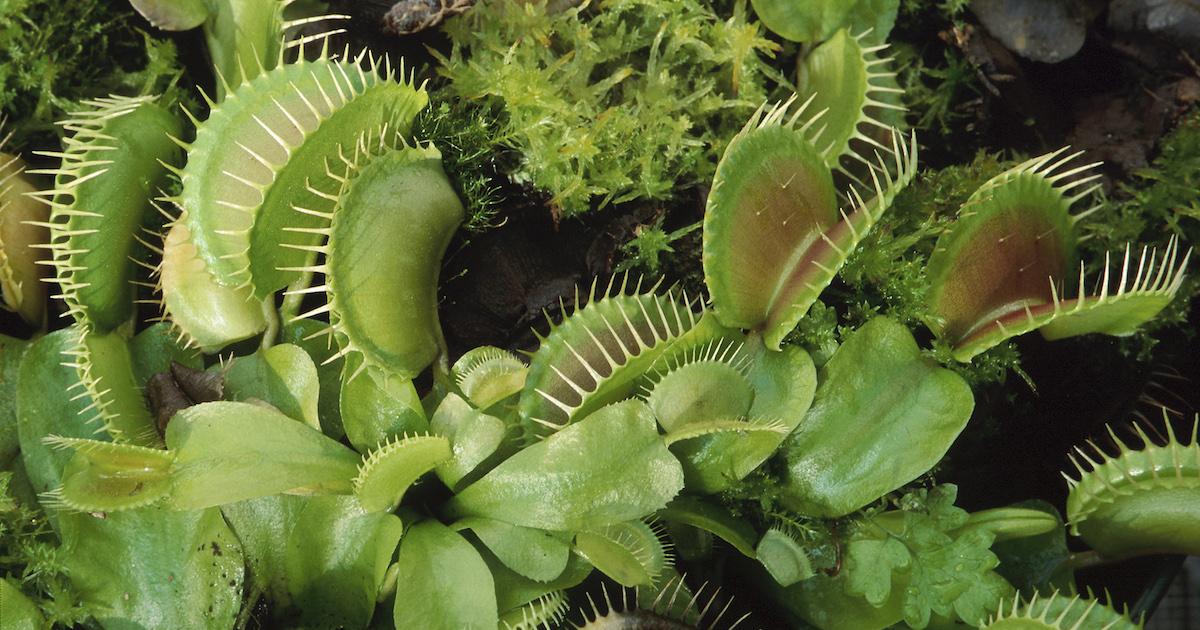 A grouping of venus flytraps