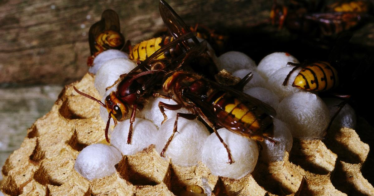 how to get rid of wasps naturally