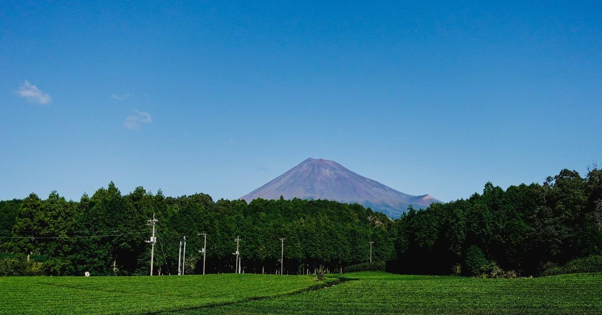 Mt. Fuji visible behind a tea field 