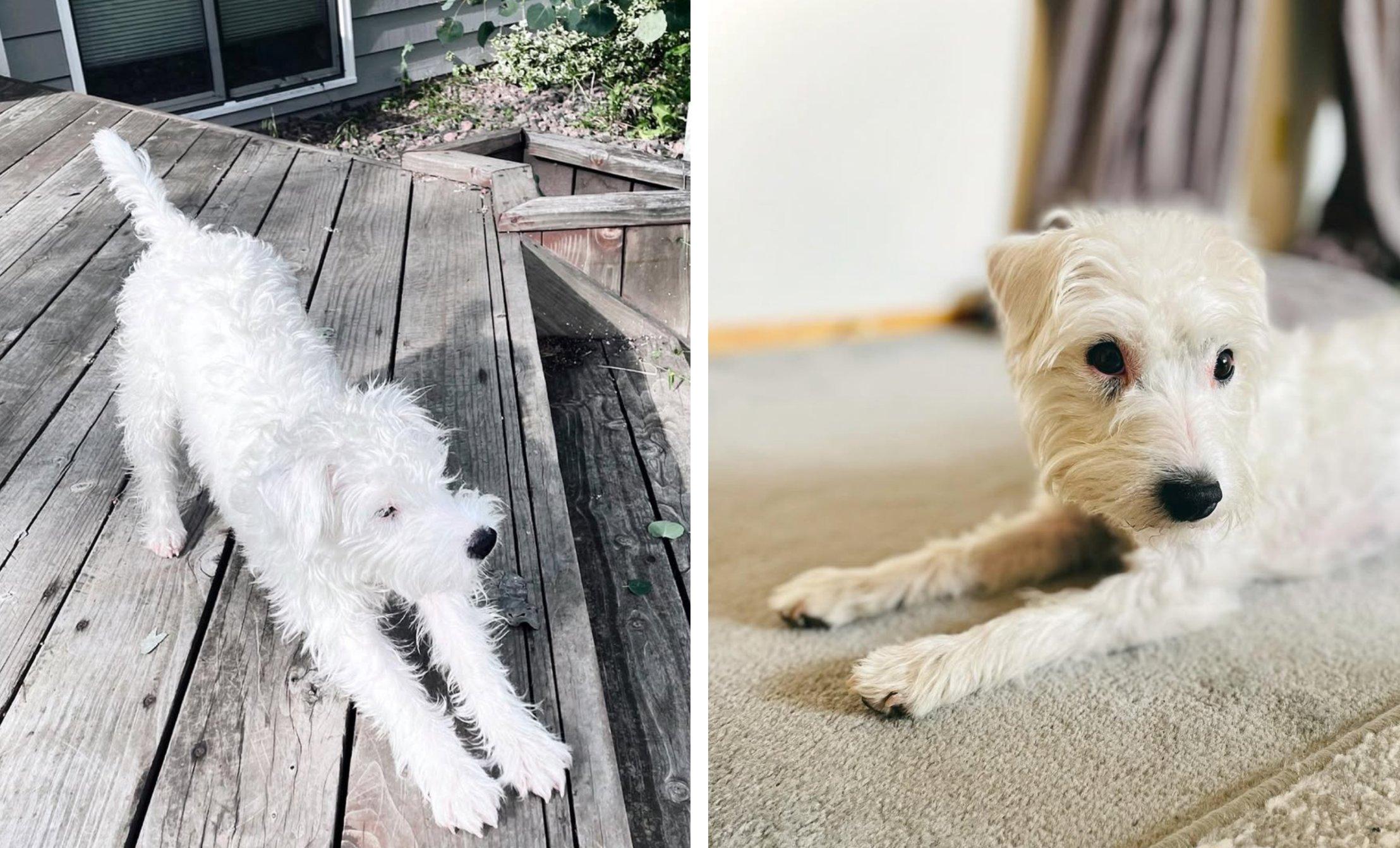 Two photos in a collage depict a Jack Russell Terrier named Gemma stretching upon seeing her humans.