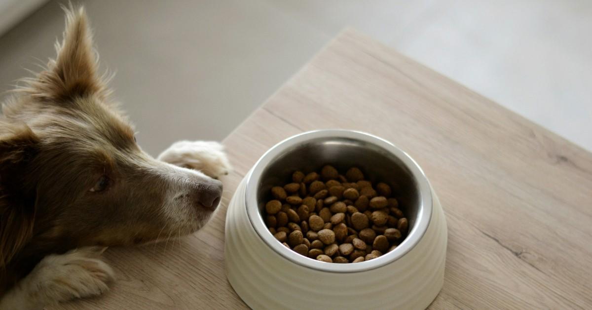 A dog looks at their food dish that has been placed atop a table