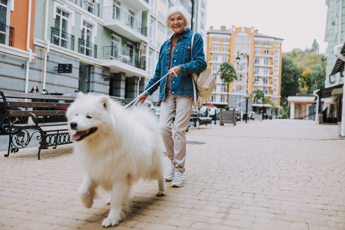 A fluffy Samoyed takes a walk with a lady