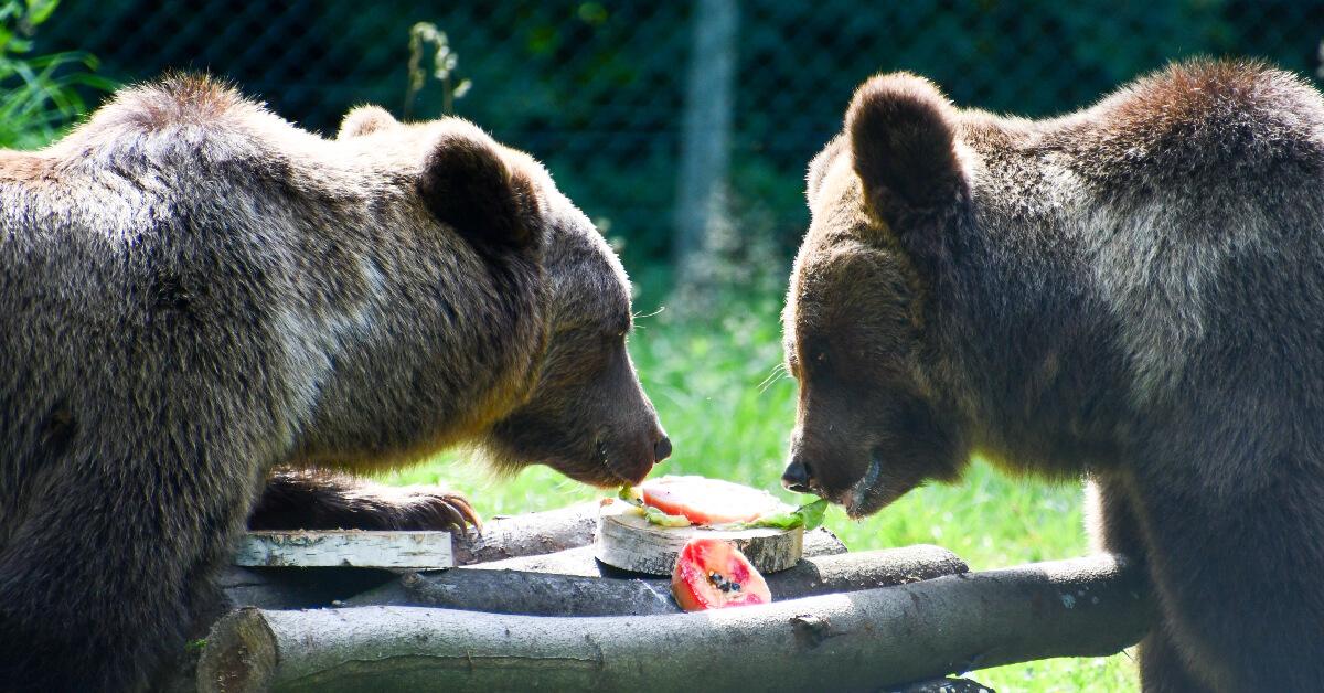 Photo of two brown rescue bears at Four Paws's Bear Sanctuary Müritz in Germany eating the Bear-y Fruit Tartare treat made by Chef Priyanka Naik