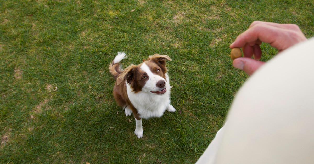 can cicadas hurt dogs