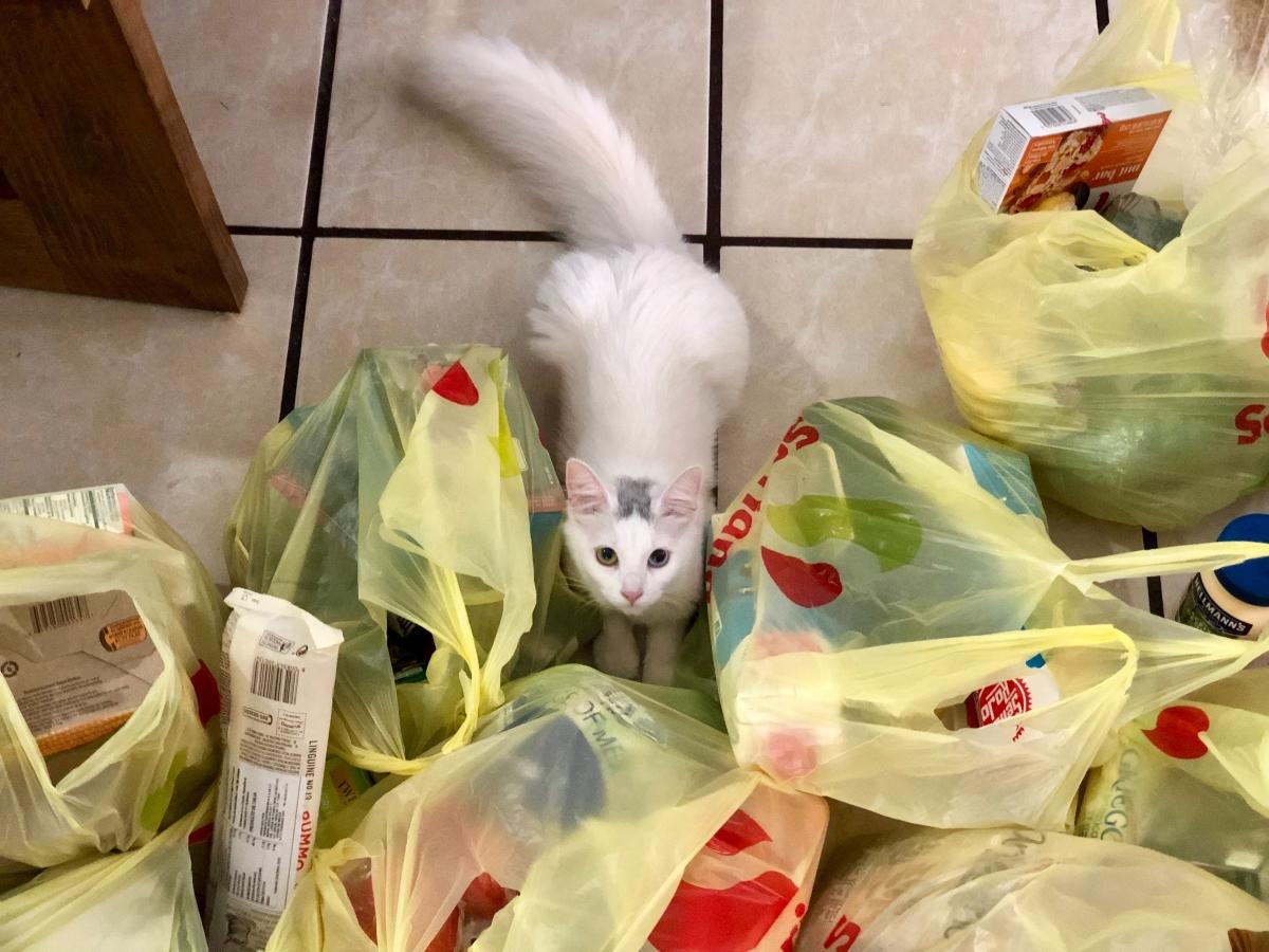 white cat among full grocery bags on floor