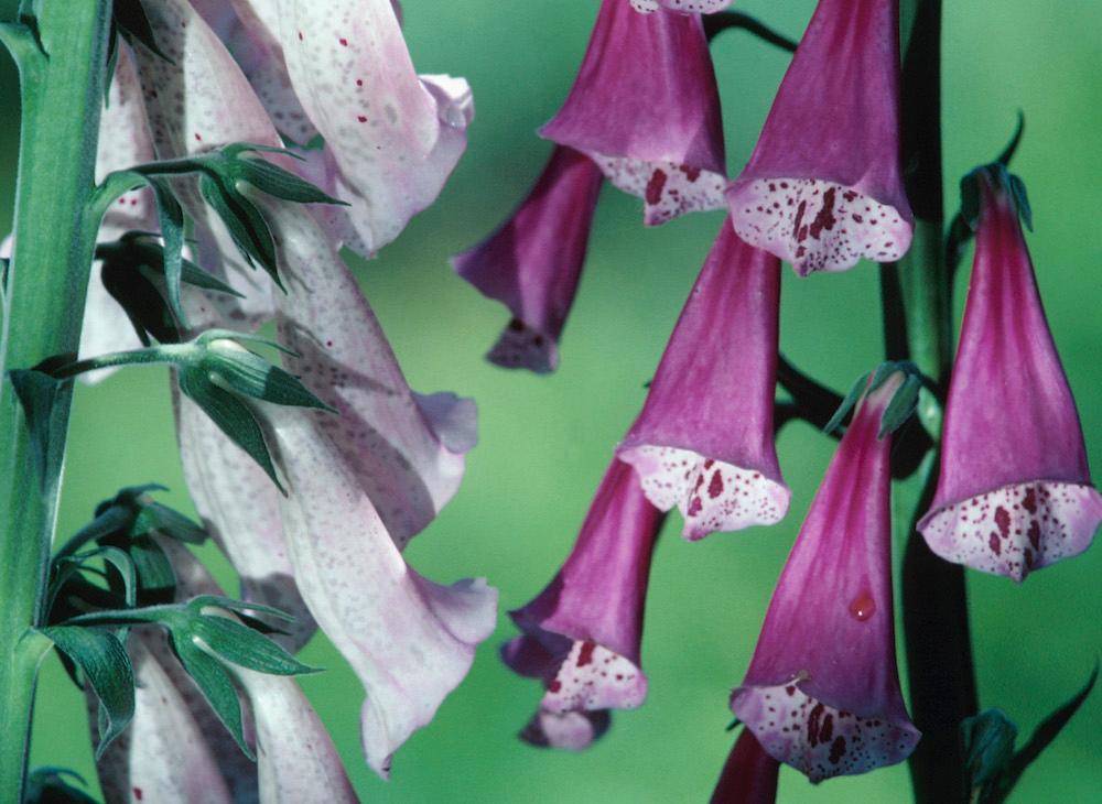 Purple foxgloves growing on a branch.