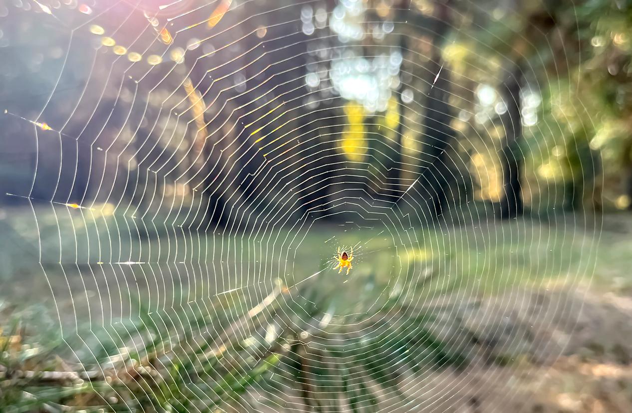 A spider web is pictured with a spider in the center of the web and a park with trees and grass in the background.