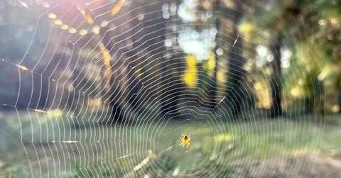 A spider web is pictured with a spider in the center of the web and a park with trees and grass in the background.