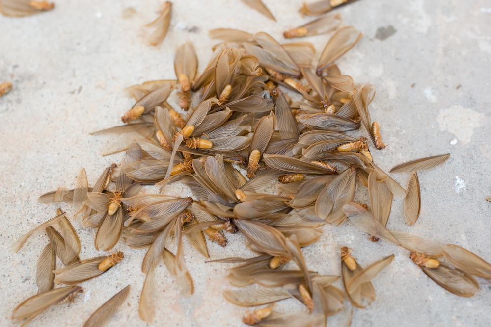 A swarm of flying termites outside. 