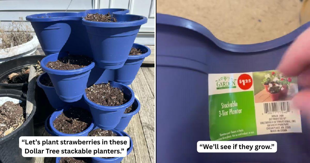 A gardener buys Dollar Tree planters to grow strawberries at home. (Cover Image Source: TikTok | @sarahseedtostem)