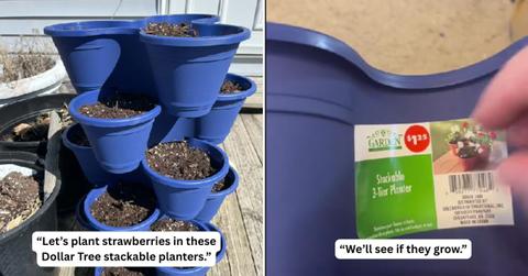 A gardener buys Dollar Tree planters to grow strawberries at home. (Cover Image Source: TikTok | @sarahseedtostem)