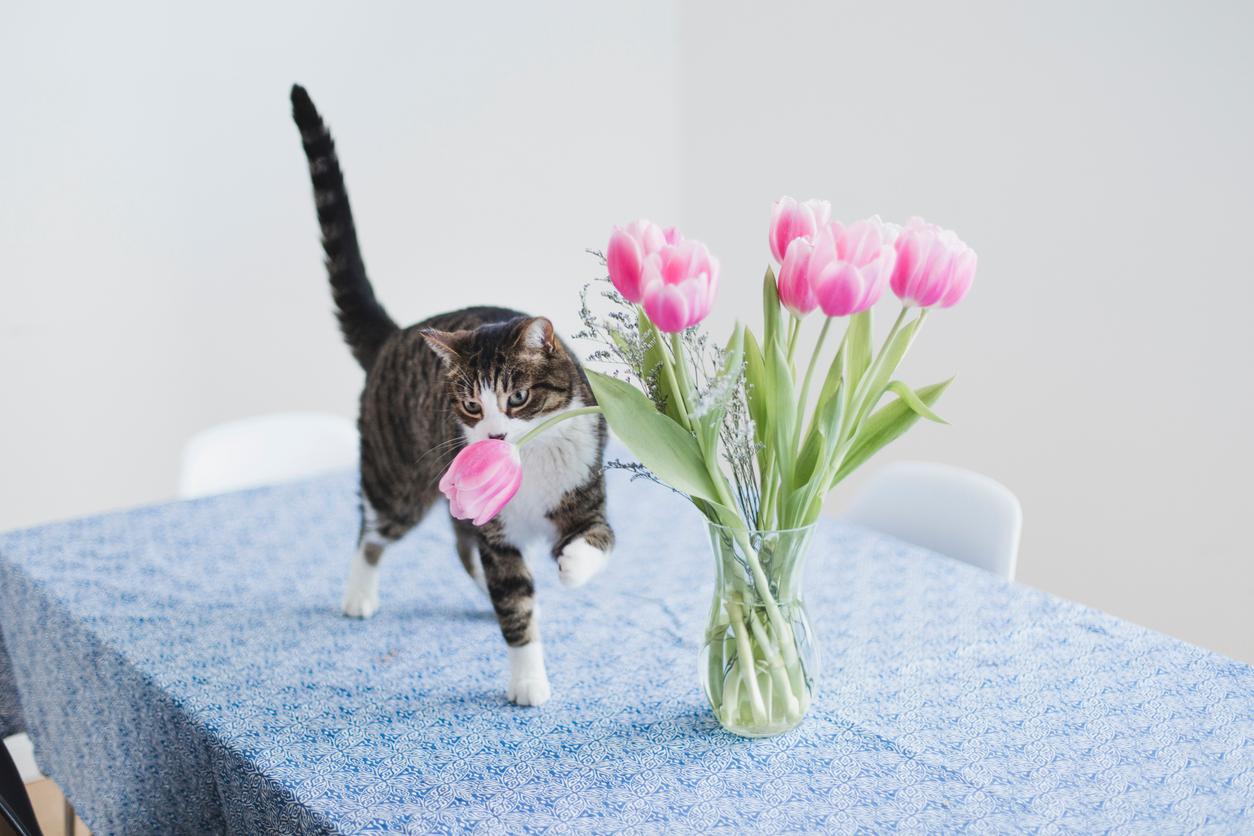 A curious tabby cat walks atop a table and smells a pink tulip from a bouquet in a glass vase.