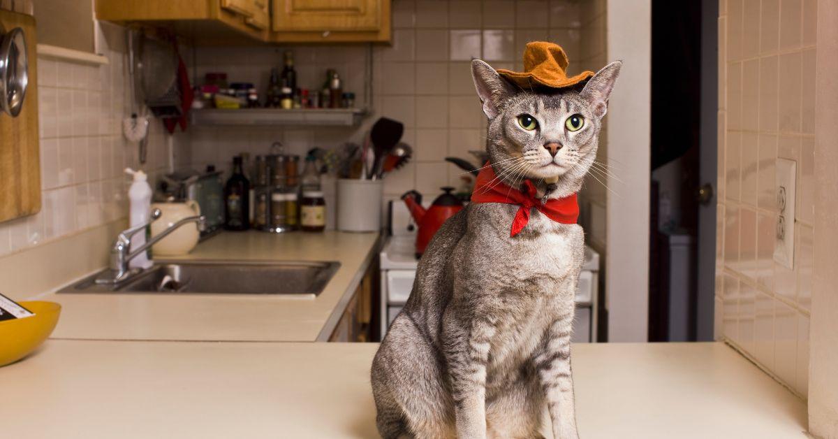 A cat sitting on the counter in a cowboy costume.