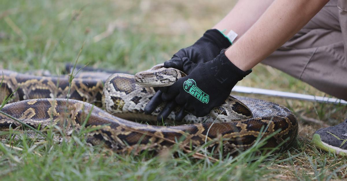 Burmese Python