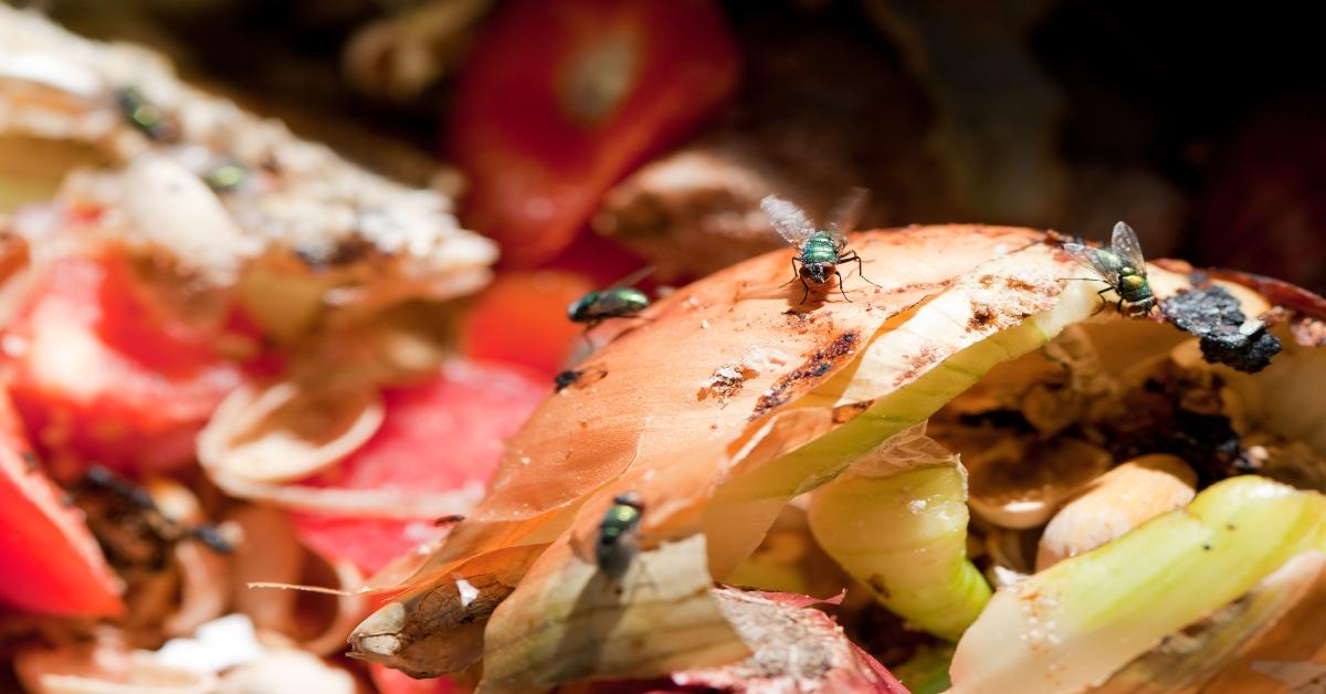 should compost have flies