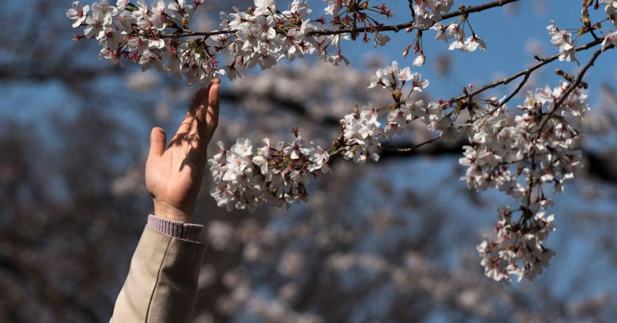 cherry blossom blooms