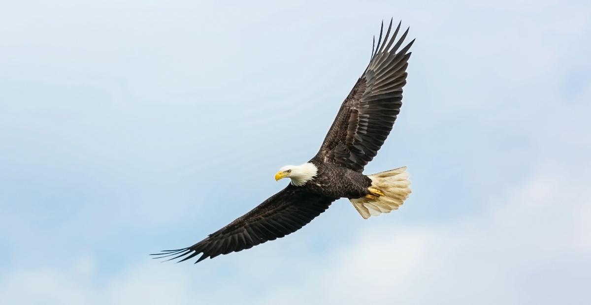 An eagle spreads his wings.