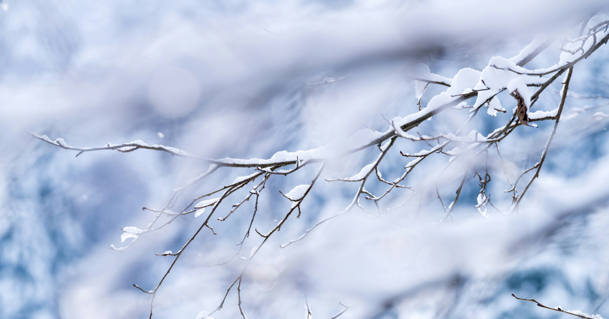 Closeup of a branch covered in snow