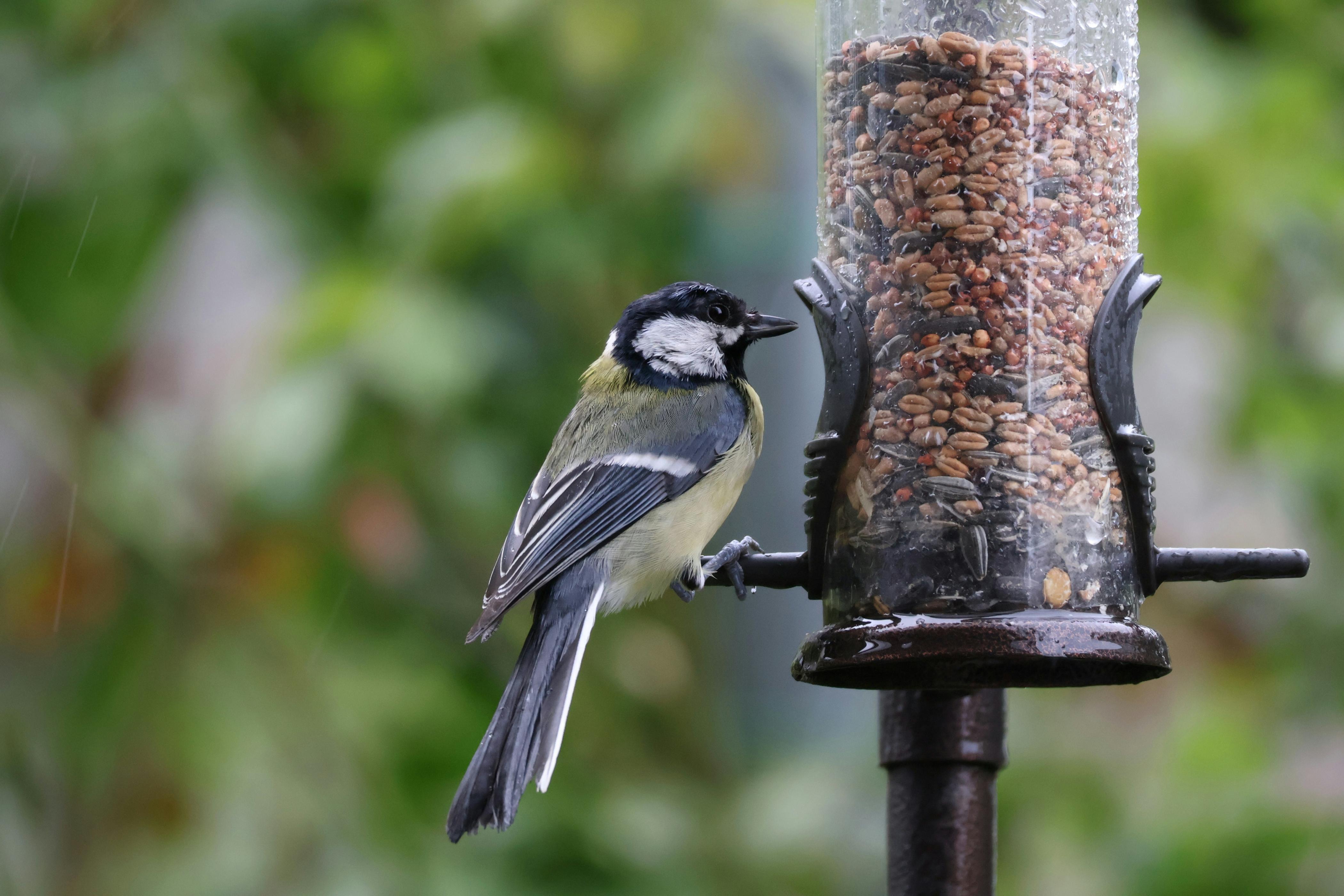 A parus major bird in Germany perches beside an iron bird feeder to consume various seeds.