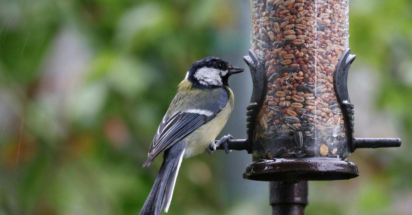 Can Wild Birds Eat Bread? Think Before You Feed