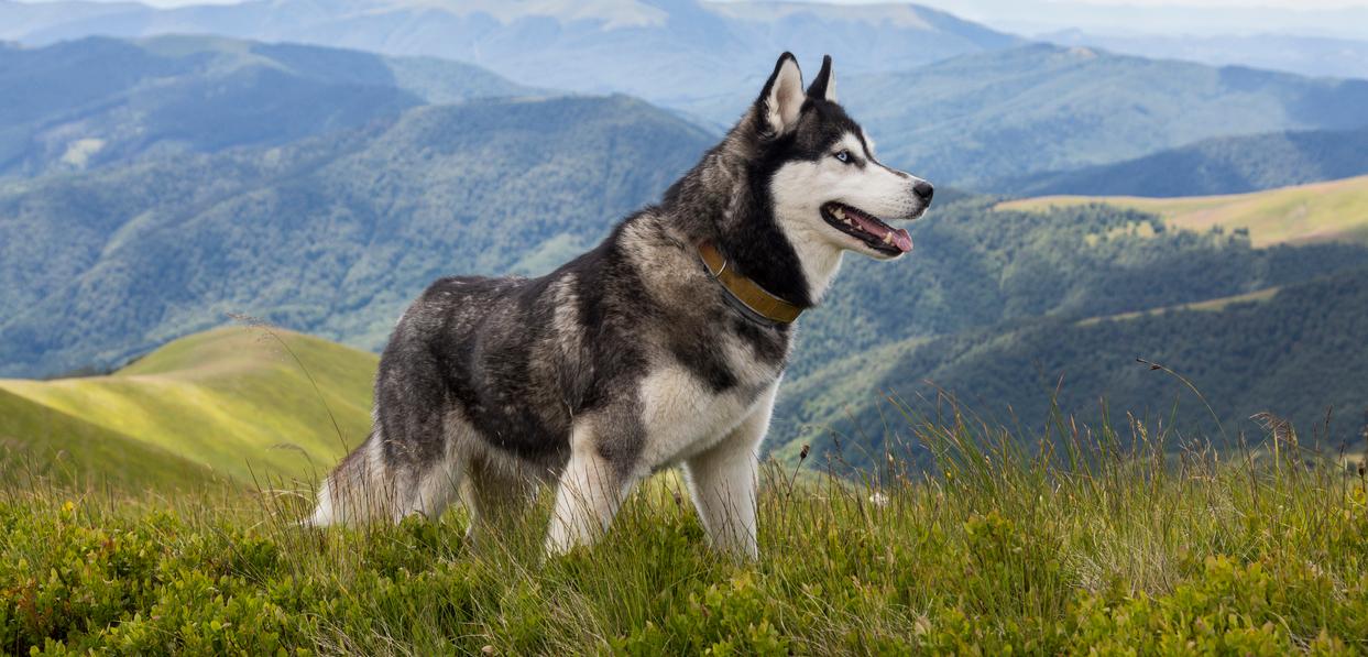 A Husky standing in a grassy field in front of a mountain range. 