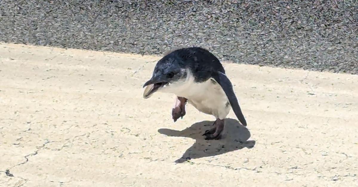 A penguin on the runway at a New Zealand airport.