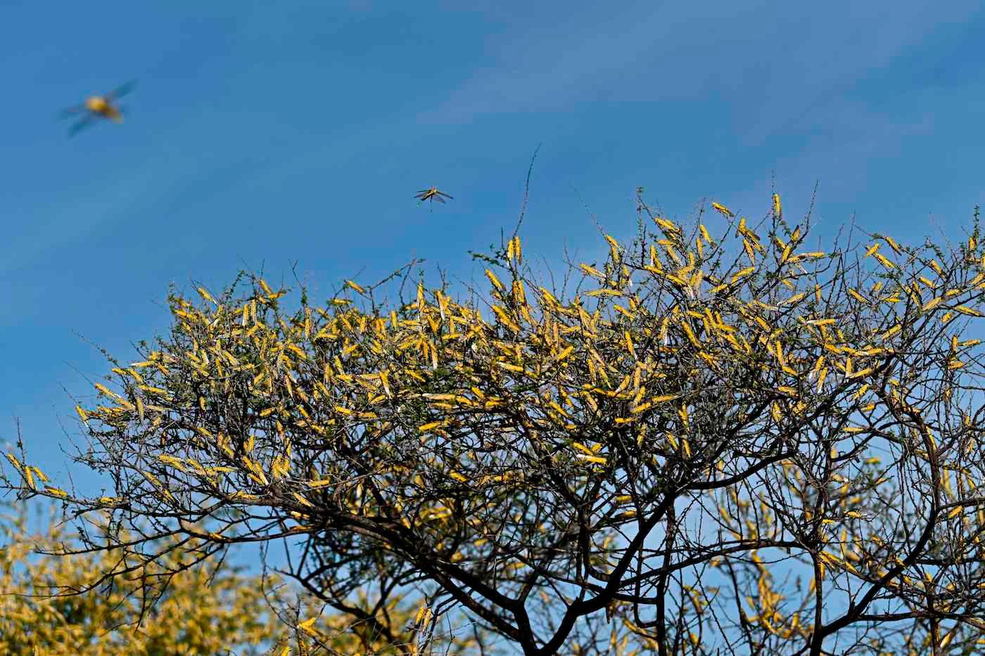 locust swarm