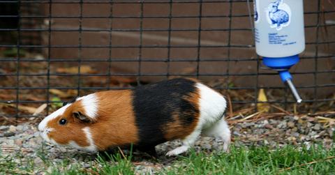 tri-colored guinea pig in a pen outside