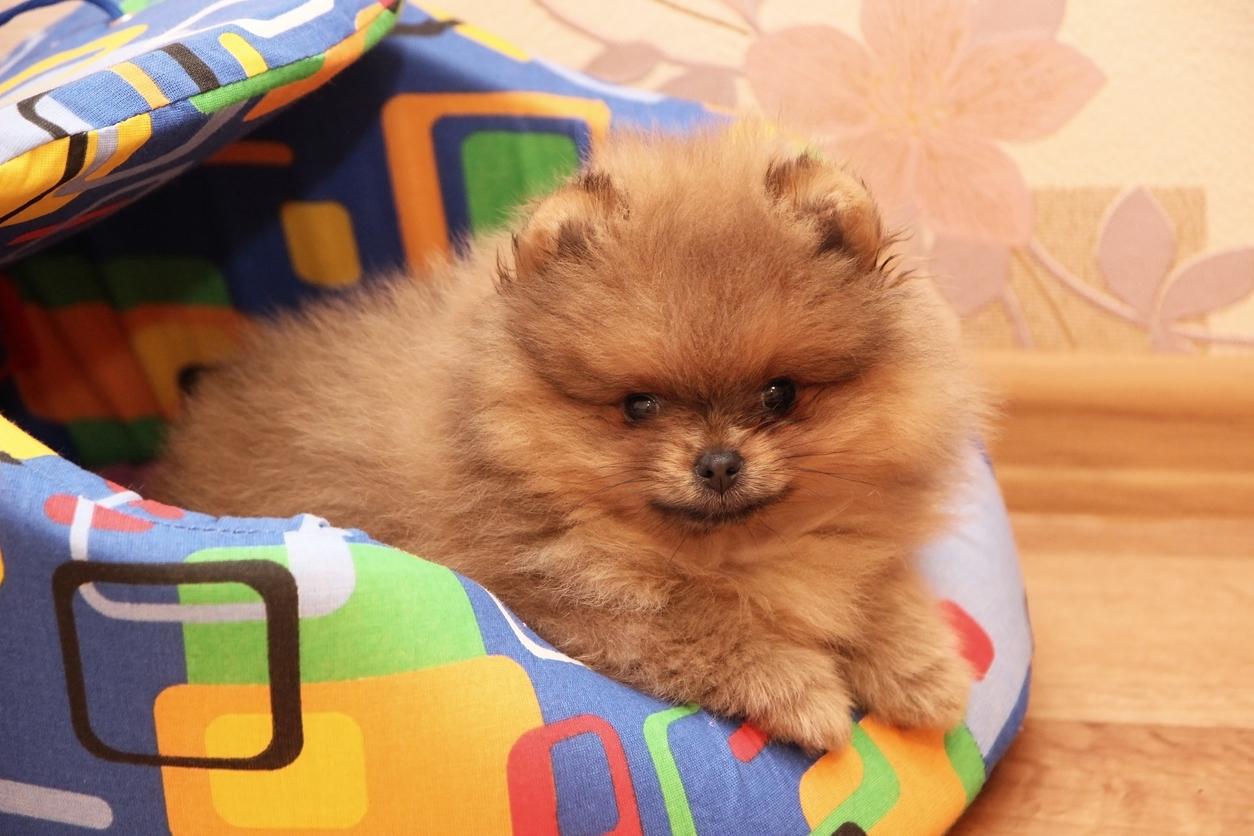 A Pomeranian is pictured with her paws crossed on her dog bed after scratching the bed.