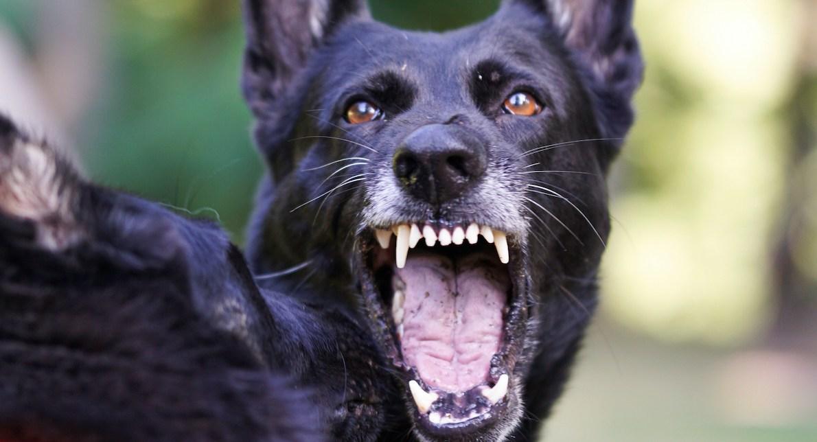 How Many People Die From Rabies Each Year?