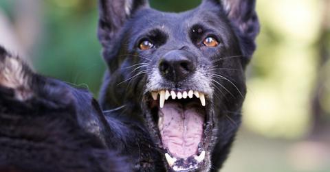 How Many People Die From Rabies Each Year?