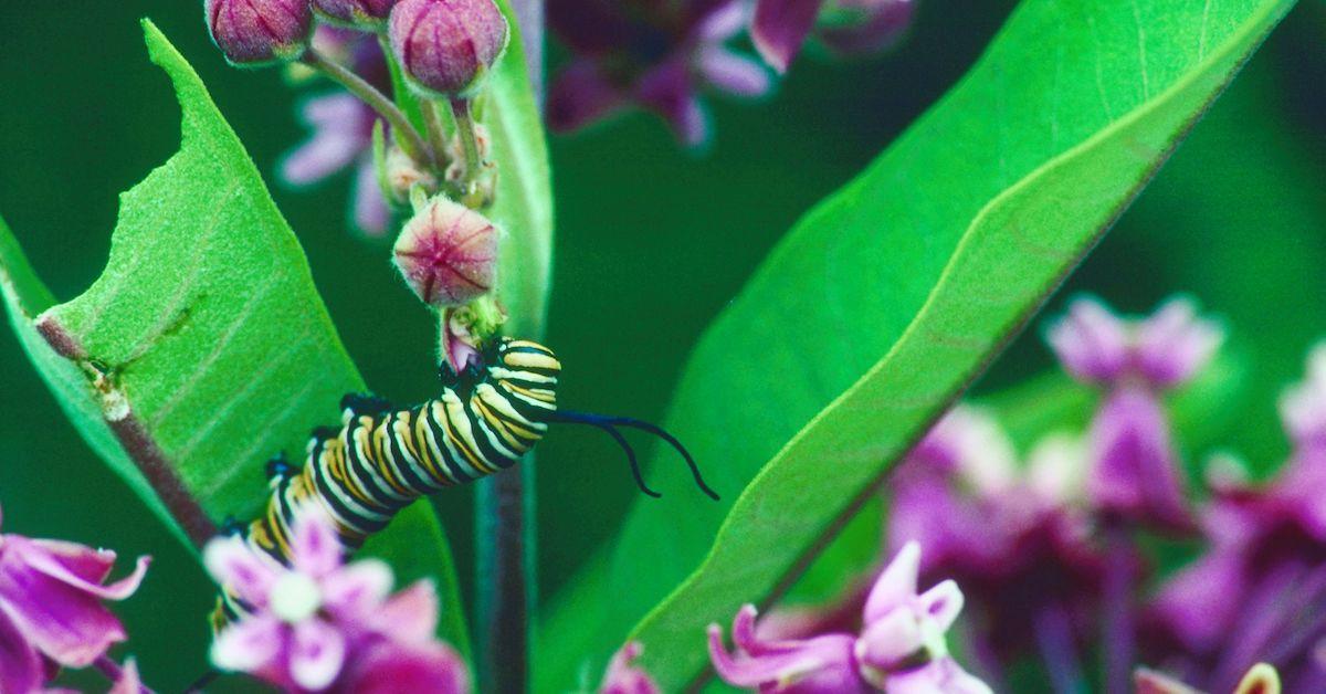 A monarch butterfly caterpillar clings to a vibrant green leaf. 