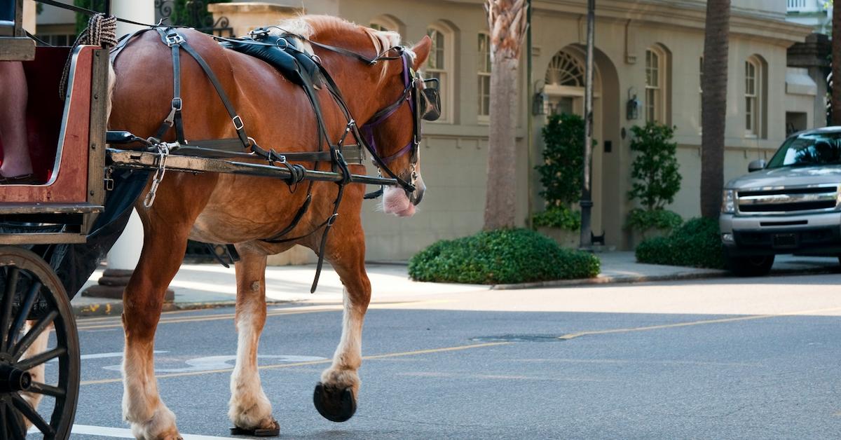 Chicago to ban horse-drawn carriages from 2021