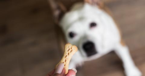 Hand feeds white dog a natural bone-shaped dog treat