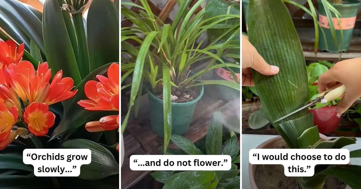 TikTok gardener shares a watering hack to boost the propagation of orchids (Cover Image Source: TikTok | @soilphu)