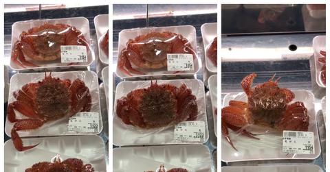 Two crabs in a Japanese market attempt to escape their plastic packaging
