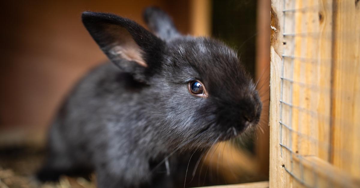 Black bunny sitting in a rabbit hutch.