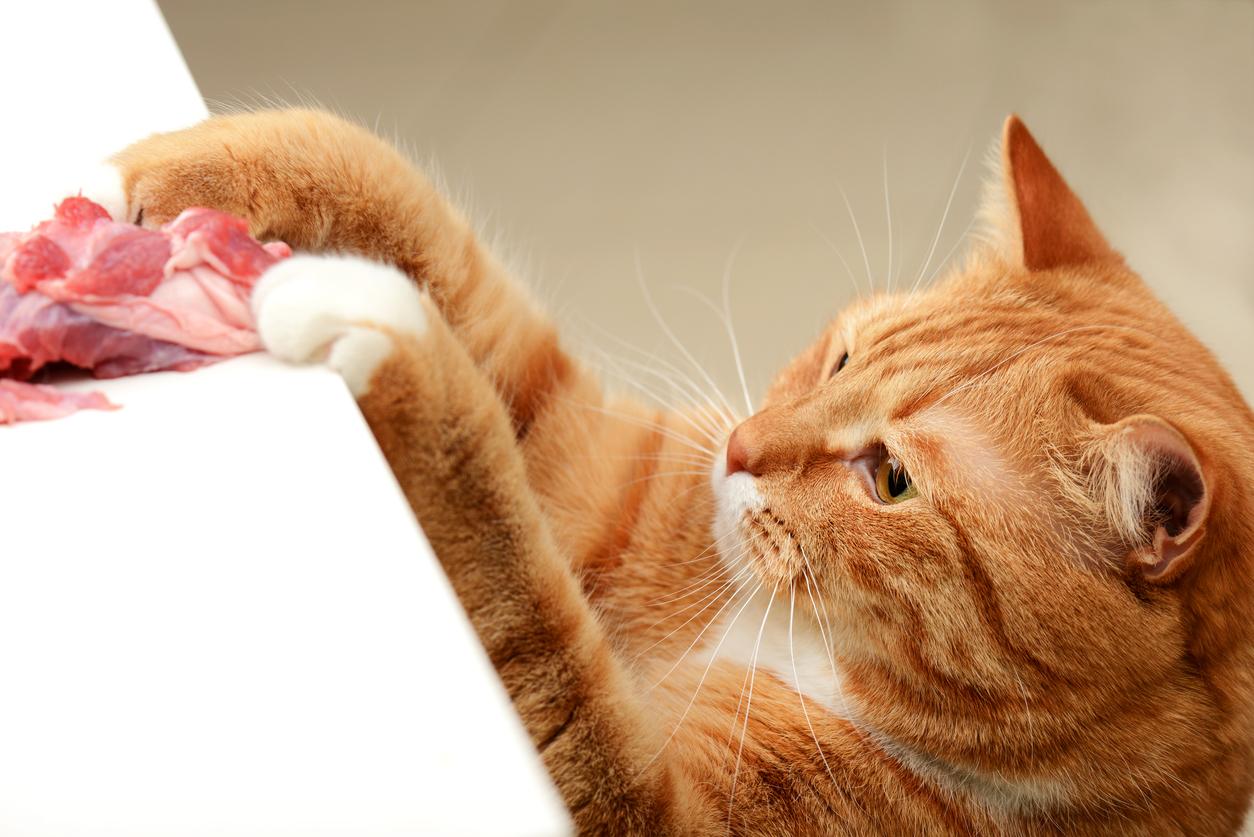 An orange cat attempts to swat raw bacon off of a white counter.