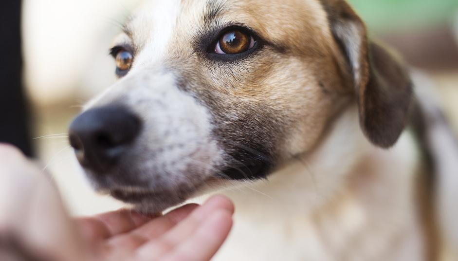 Vintage Pet Rescue Was Highlighted During the Puppy Bowl