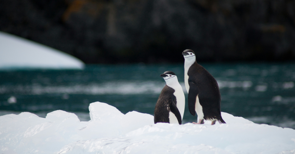 Two young penguins sit on a block of ice on the water