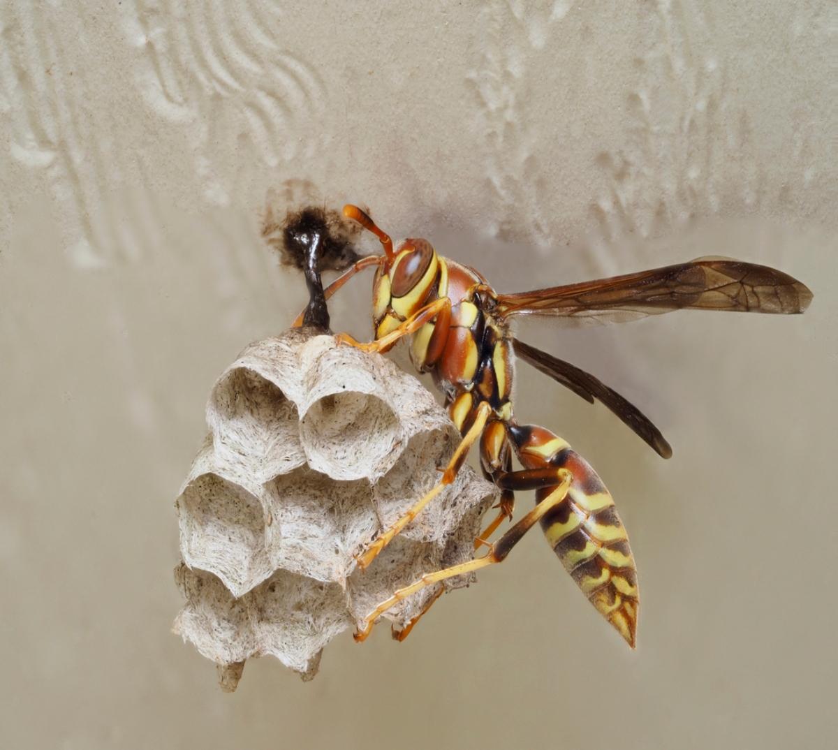 Close-up paper wasp on its nest.