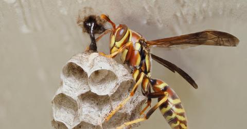 What Does a Wasp Nest Look Like? Know How to Identify One