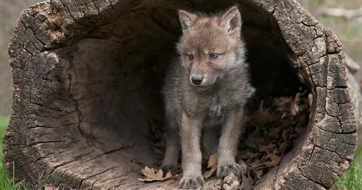 A Gray Wolf in Colorado.