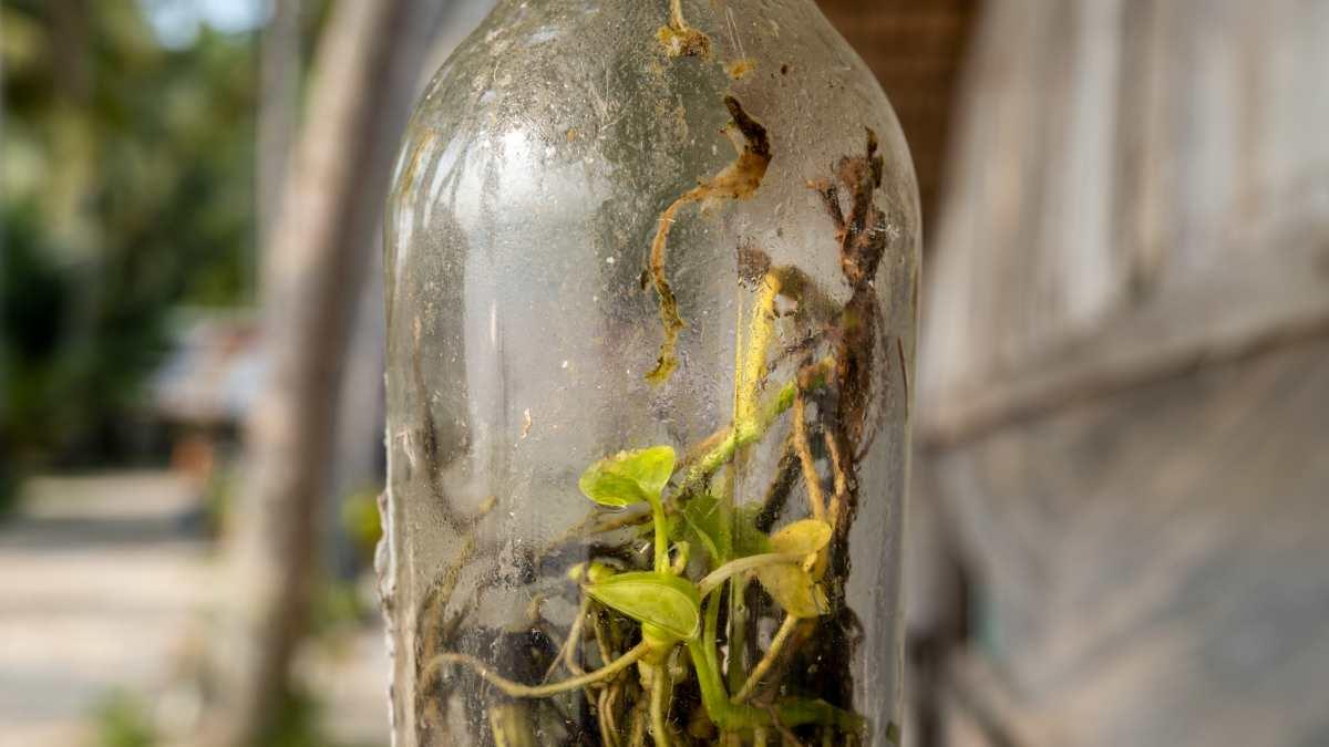 pn/dcc bb ac dff bfcbfd