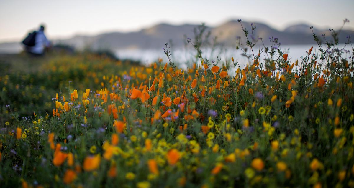 Wildflowers