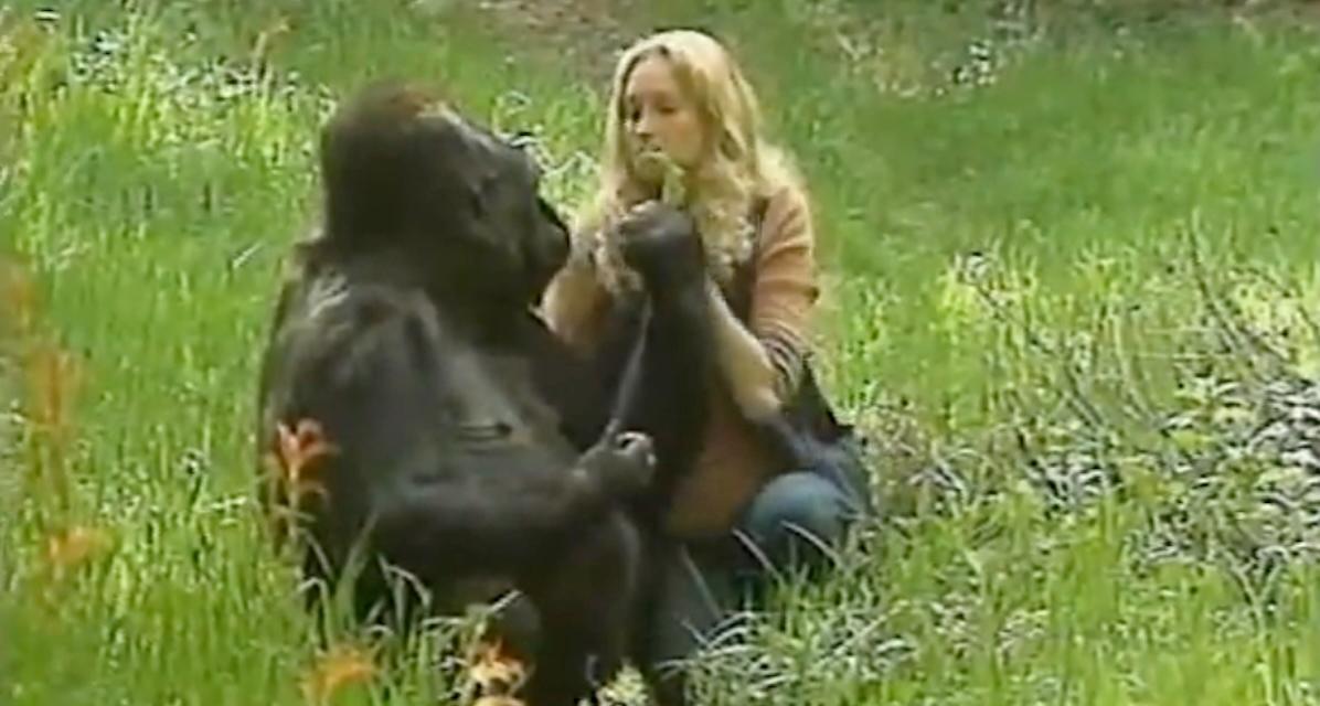 Koko the Gorilla's Last Words Revealed