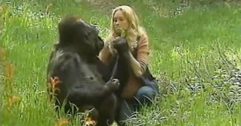 Koko the Gorilla's Last Words Revealed