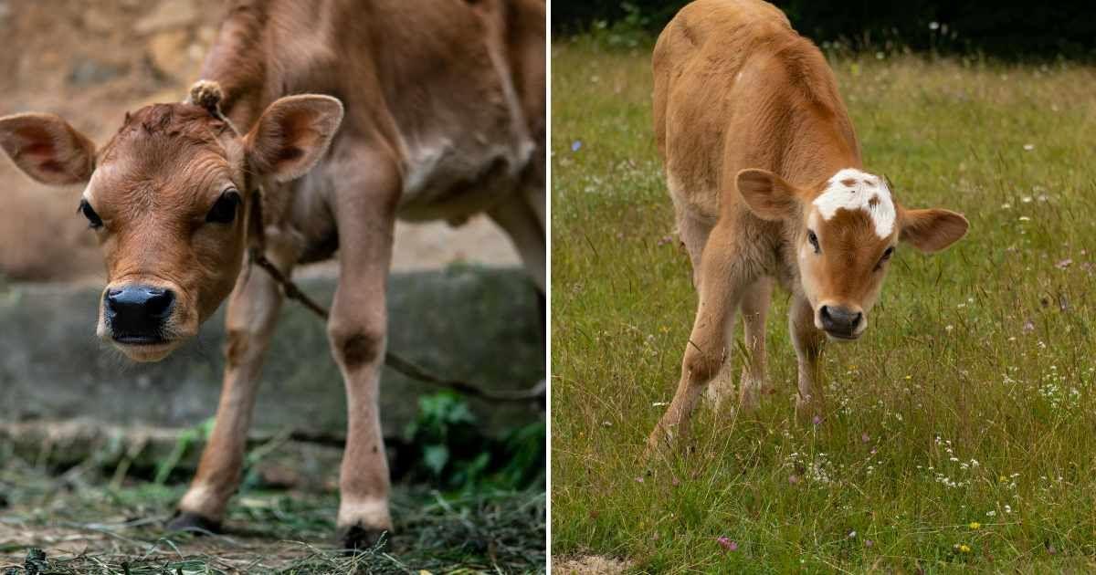 (L) A calf tied up in a farm. (R) A calf stepping on the grass for the first time. (Representative Cover Image Source: Pexels | (L) Pavel Bondarenko, (R) Funda Izki)